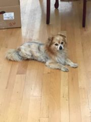 Operation Dog Rescue